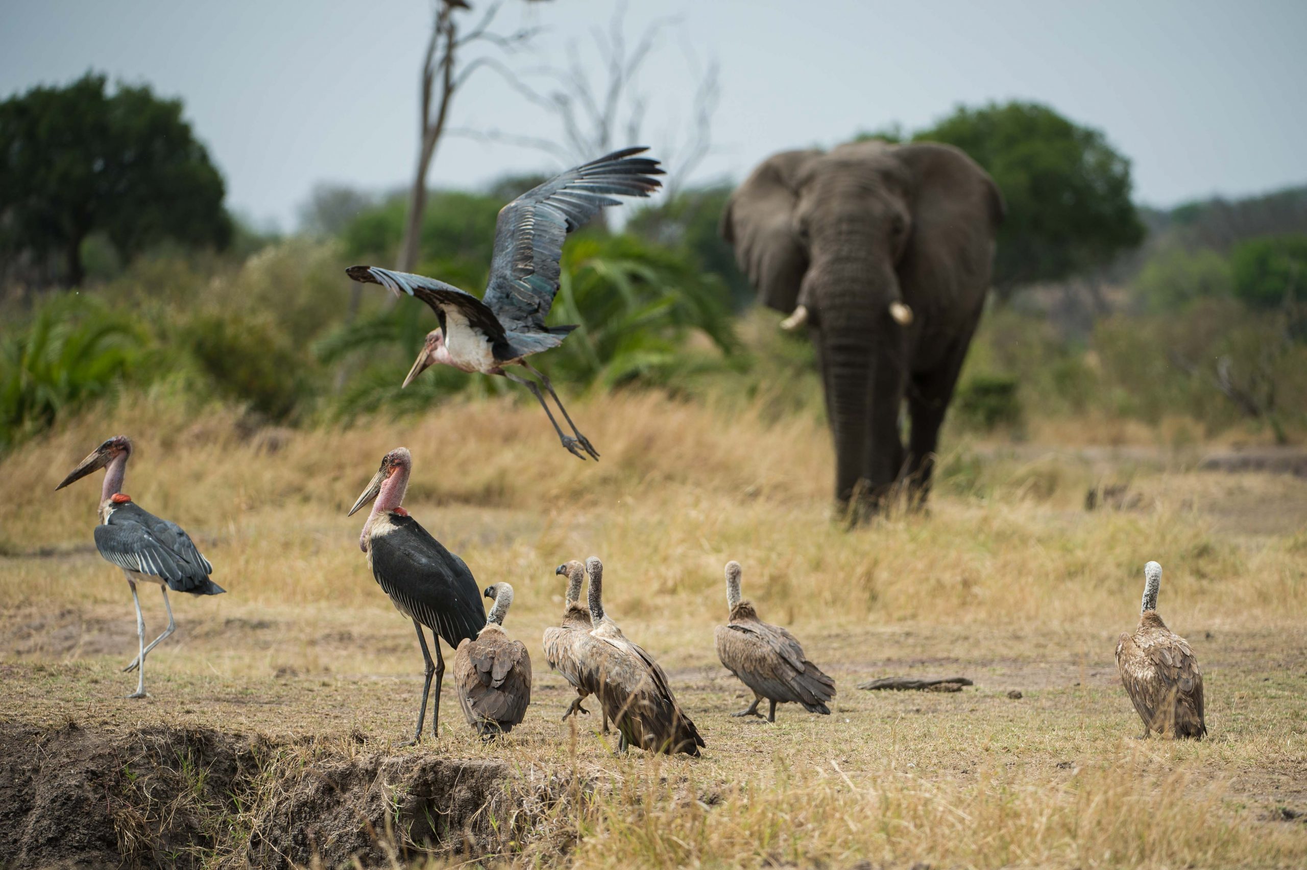 Appreciating birds | Completely Unique Safaris